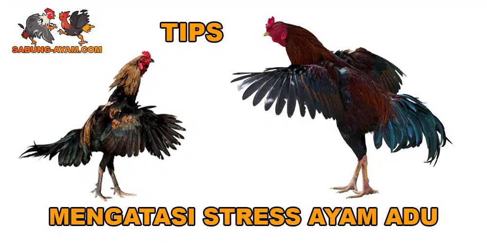 Mengatasi Stres Ayam Adu