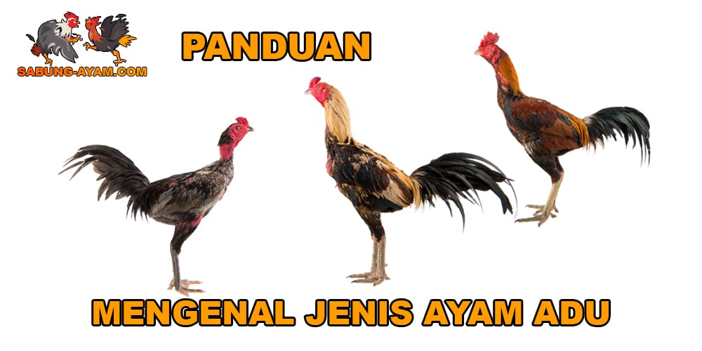 Mengenal Jenis Ayam Adu