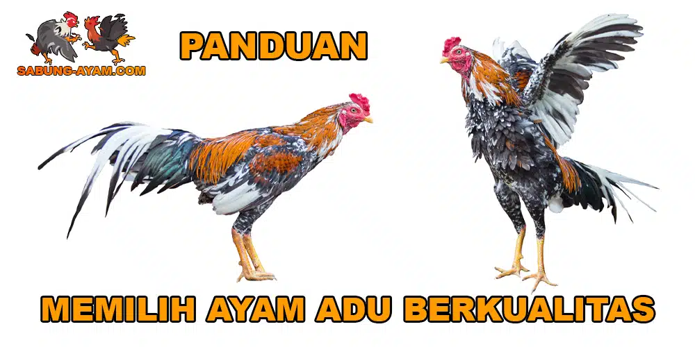 Panduan Memilih Ayam Adu Berkualitas